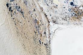 Why You Should Choose Our Mold Remediation Services in Madison, OH